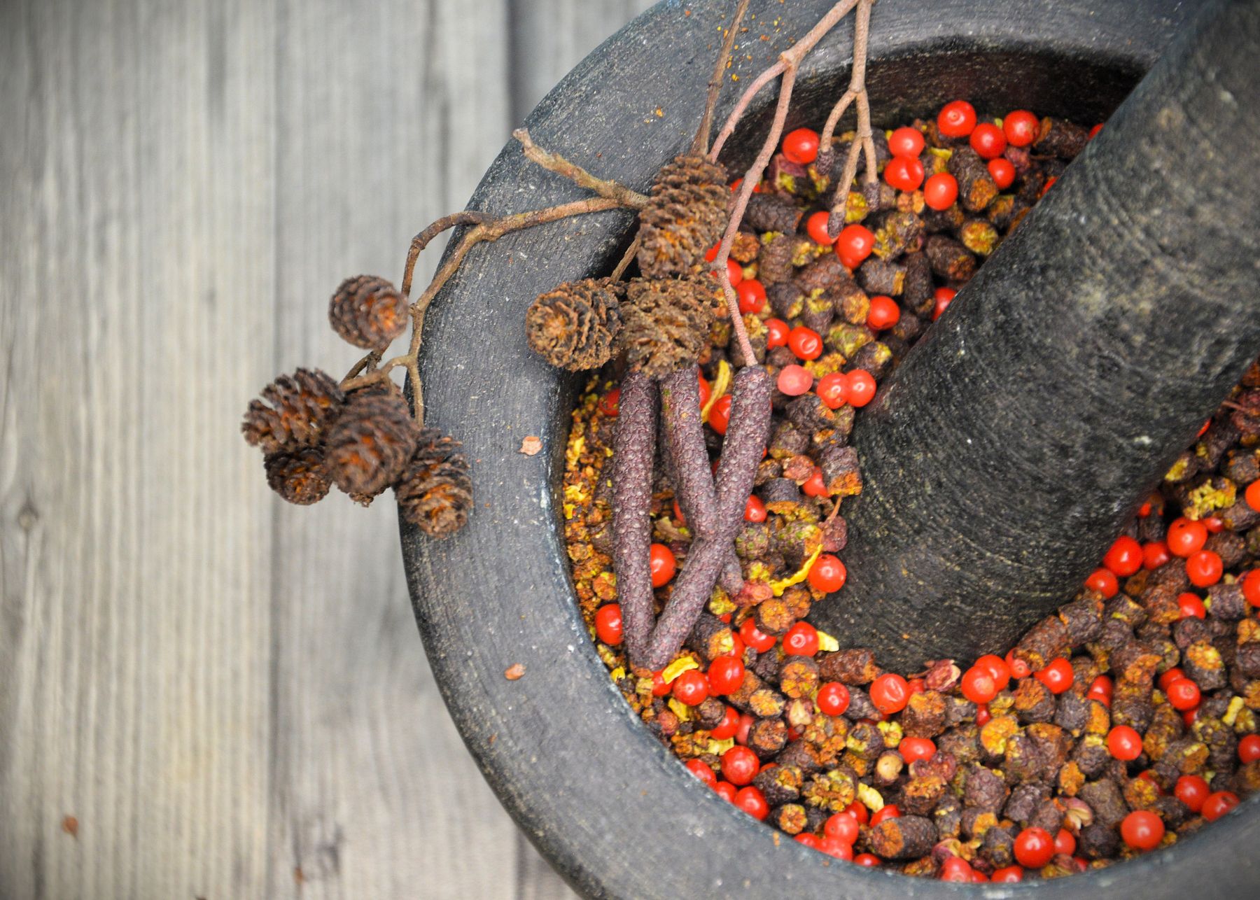 Erlenpfeffer nahaufnahme