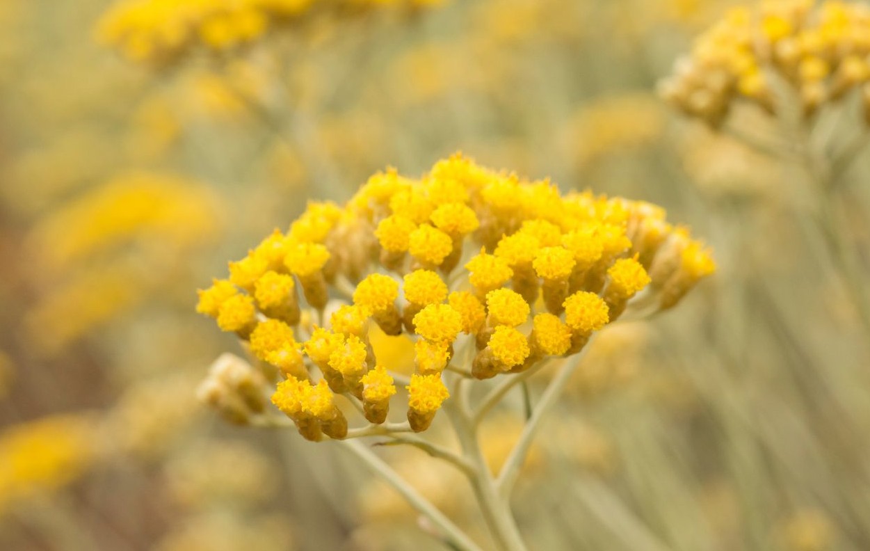 Immortelle gross