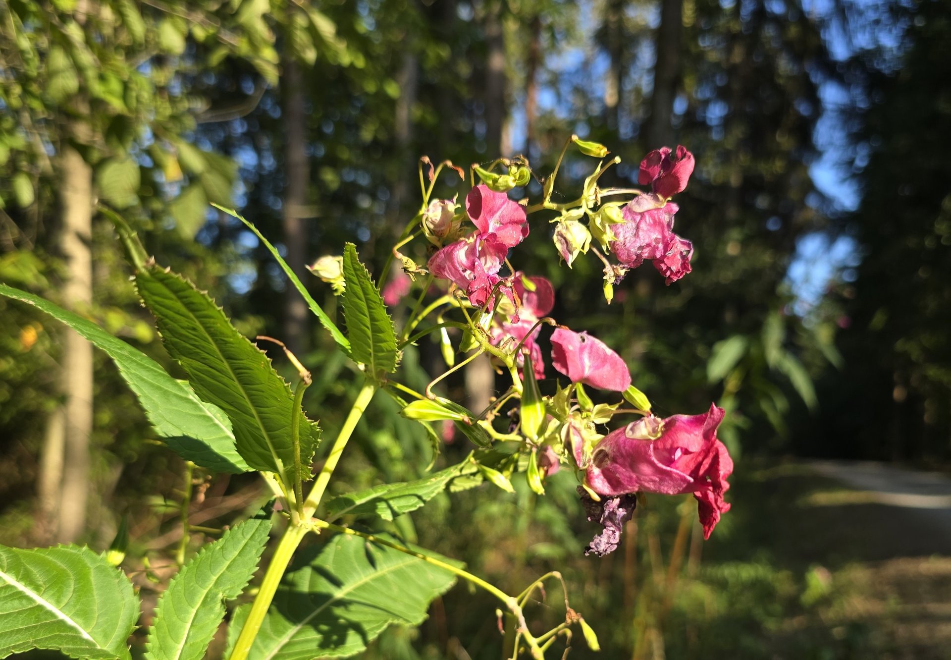 Drüsiges Springkraut im Wald