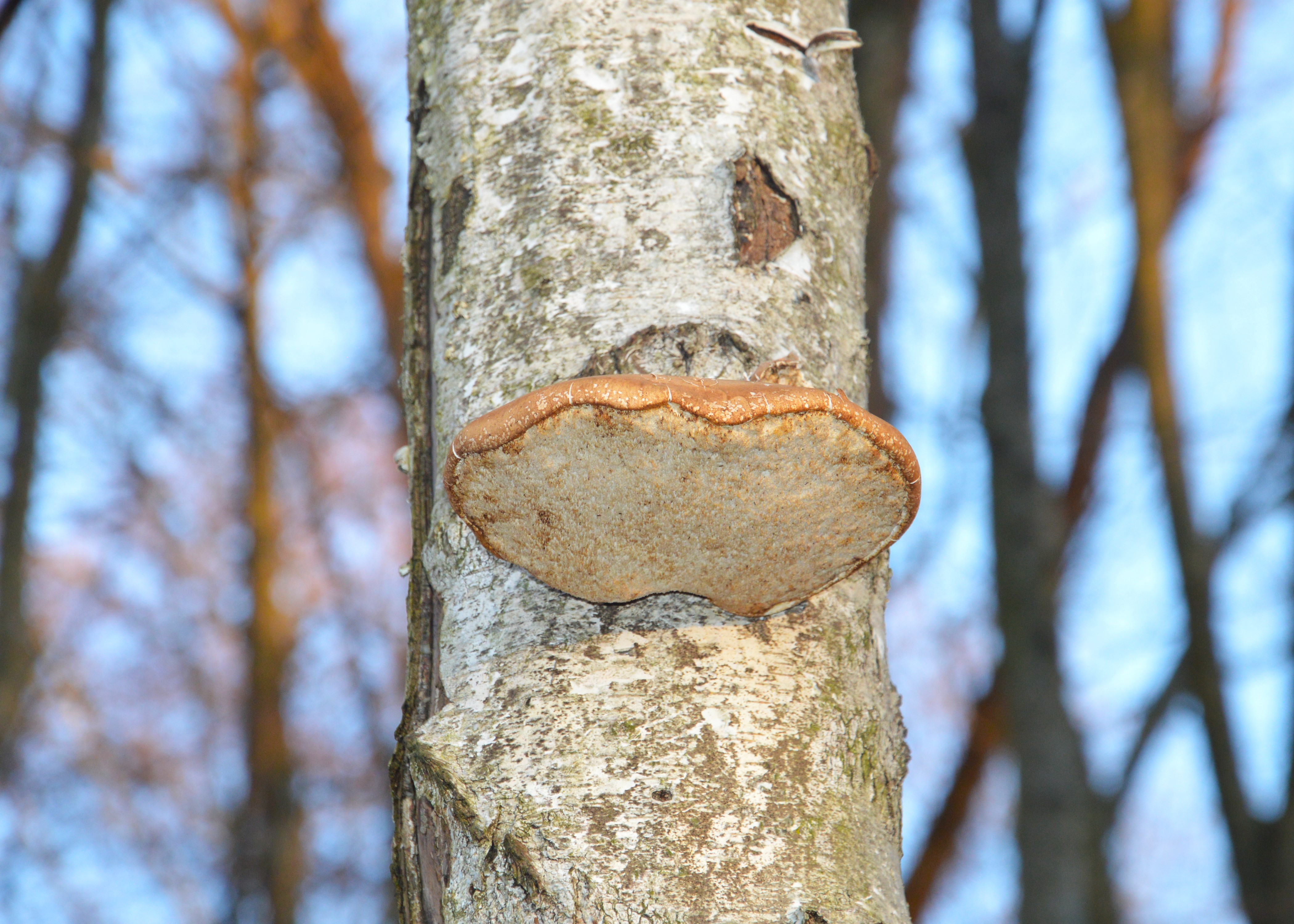 Birkenporling am Baum