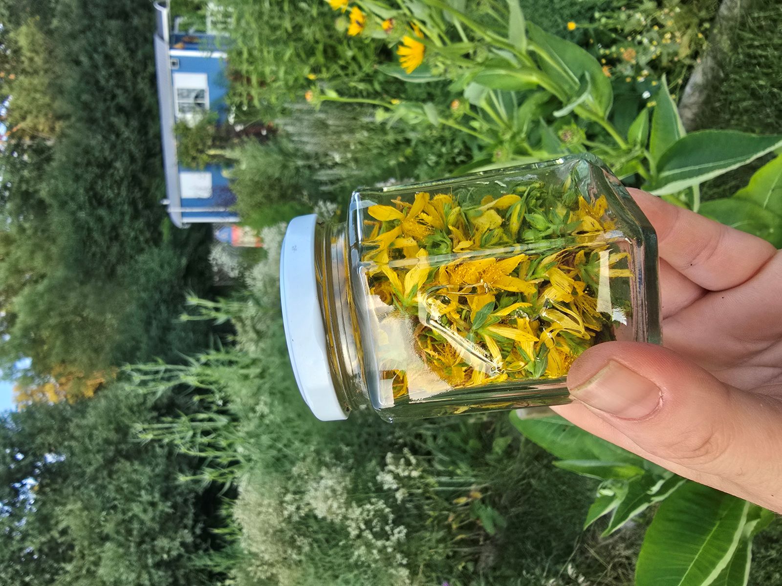 Johanniskraut im Glas