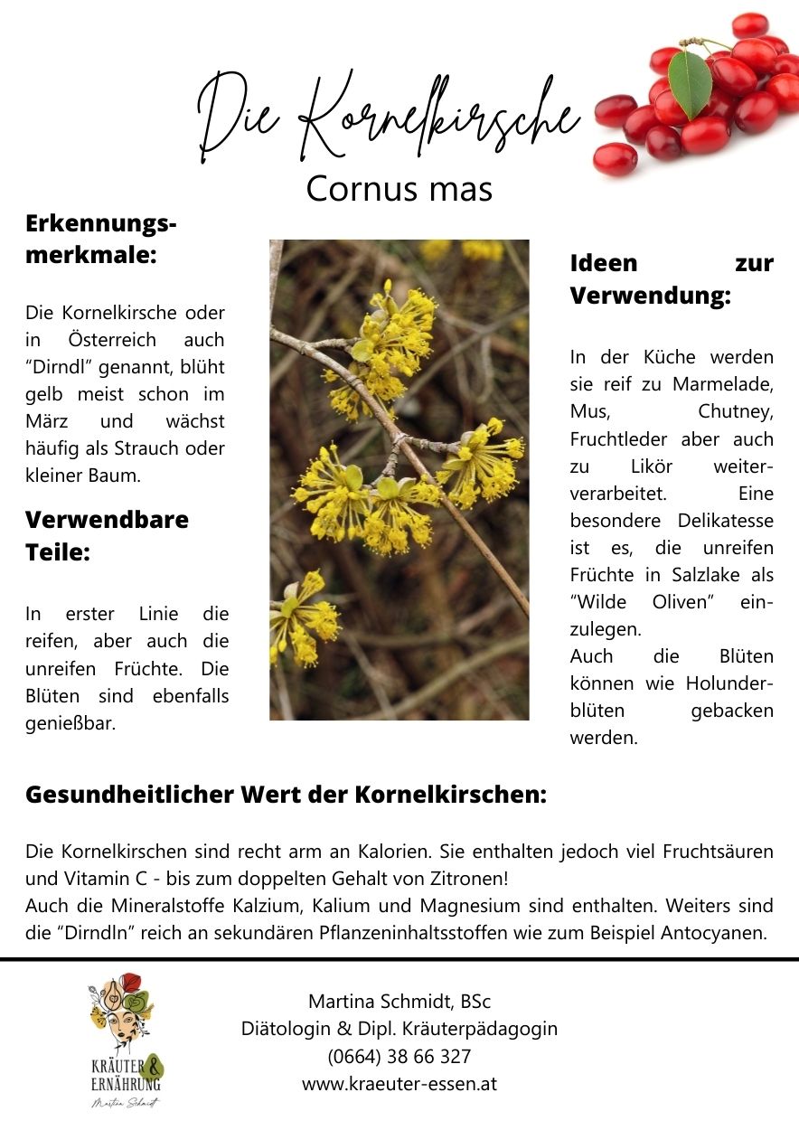 Infos zur Kornelkirsche