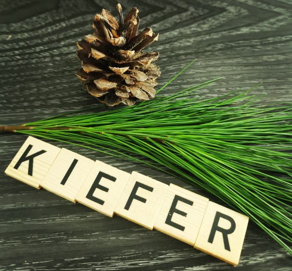 Kiefer1