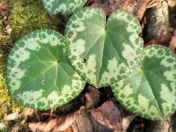 Alpenveilchen, Europäisches