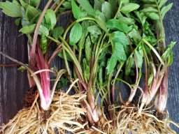 Baldrian mit Wurzeln