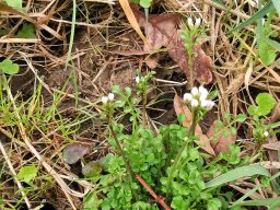 Schaumkraut-Behaartes