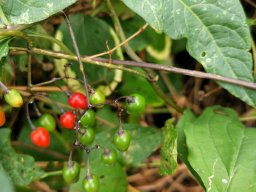 Bittersüßer Nachtschatten mit Beeren