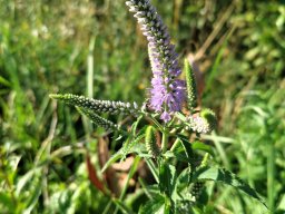Blauweiderich-Langblättriger