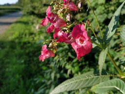 Drüsiges Springkraut