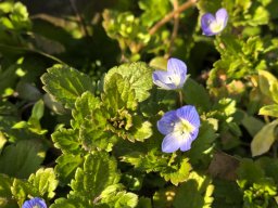 Ehrenpreis-Persischer