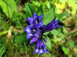 Schwalbenwurz-Enzian mit Blüte