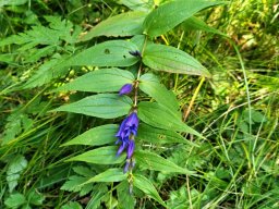 Schwalbenwurz-Enzian