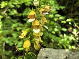 Fingerhut, großblütiger auf Krk