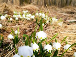 Frühlingsknotenblume