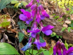 Frühlingsplatterbsenblüte