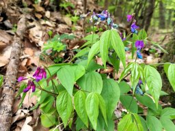 Frühlingsplatterbse