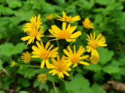 Gämswurz, Österreichische