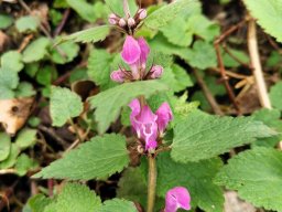 Taubnessel, Gefleckte