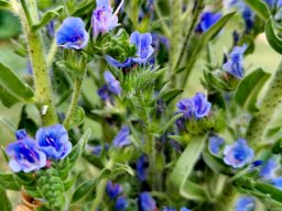 Natternkopf, Gewöhnlicher