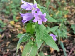 Glockenblume, Nesselblättrige