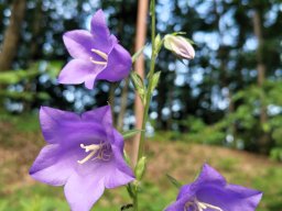Glockenblume, Pfirsichblättrige
