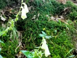 Fingerhut, Großblütiger