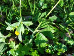 Hahnenfuß, Wolliger