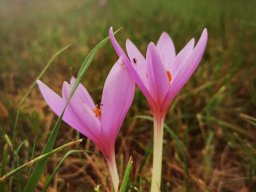 Herbstzeitlosen-Blüte