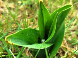 Herbstzeitlosenblatt