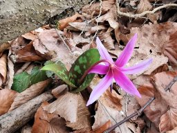 Hundszahn, Europäischer