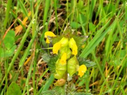 Klappertopf, Kleiner