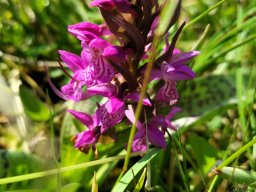 Knabenkraut, Breitblättriges Blüte