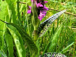 Knabenkraut, Breitblättriges