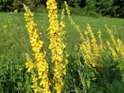 Königskerze, Dunkle