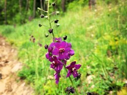 Königskerze, Purpur