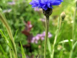 Kornblume