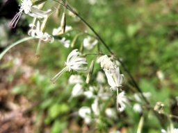 Leimkraut, Nickendes