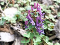 Lerchensporn, Gefingerter