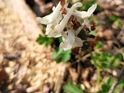 Lerchensporn, Hohler