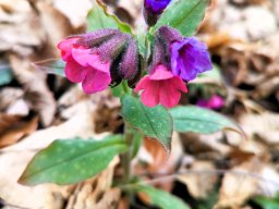 Lungenkraut, Geflecktes