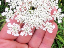 Möhre, Wilde Blüte