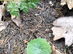 Pestwurz, Weiße Blatt