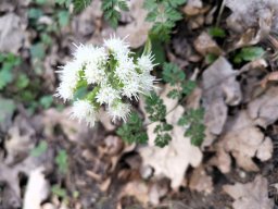 Pestwurz, Weiße Blüte