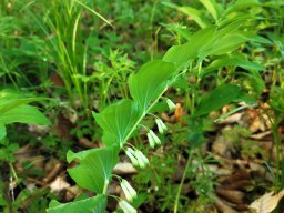 Salomonsiegel, Vielblütiges