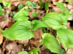 Schattenblümchen, Zweiblättriges