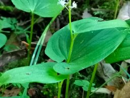 Schattenblume, Zweiblättrige