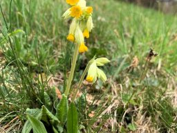 Schlüsselblume, Echte