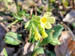 Schlüsselblume, Hohe