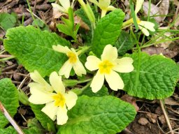 Schlüsselblume, Stängellose