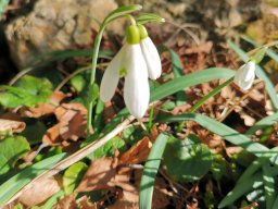 Schneeglöckchen, Kleines